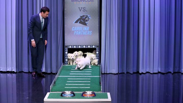 Watch: Jimmy Fallon gets puppies to predict Super Bowl 50 winner