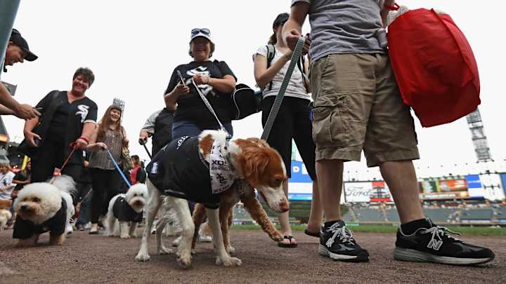 White Sox set world record for most dogs at sporting event White Sox set world record for most dogs at sporting event