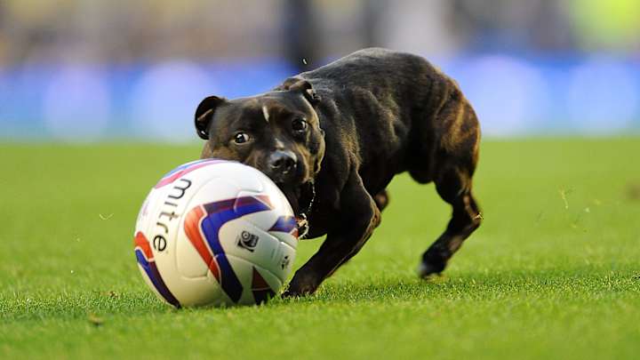 The best of dog pitch invaders