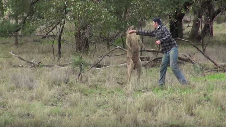 Giants coach Ben McAdoo used that kangaroo punch video to inspire his team Giants coach Ben McAdoo used that kangaroo punch video to inspire his team