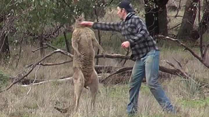 The story behind that viral kangaroo punch video is better than you realize