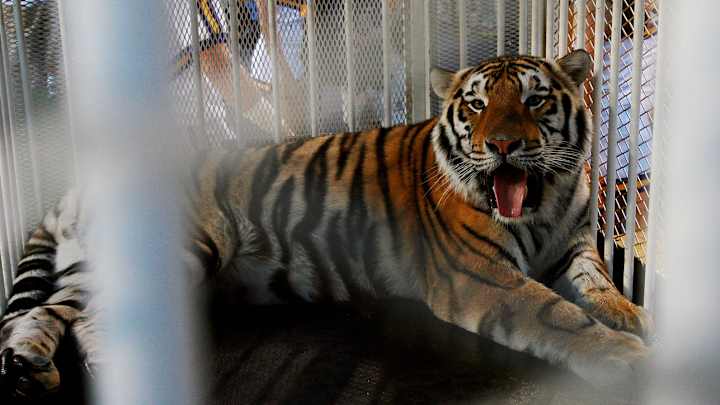LSU plans to euthanize tiger mascot after tests show cancer spreading