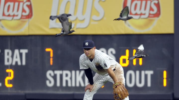Pigeon Power: Birds swoop into stadium, Yankees fly high