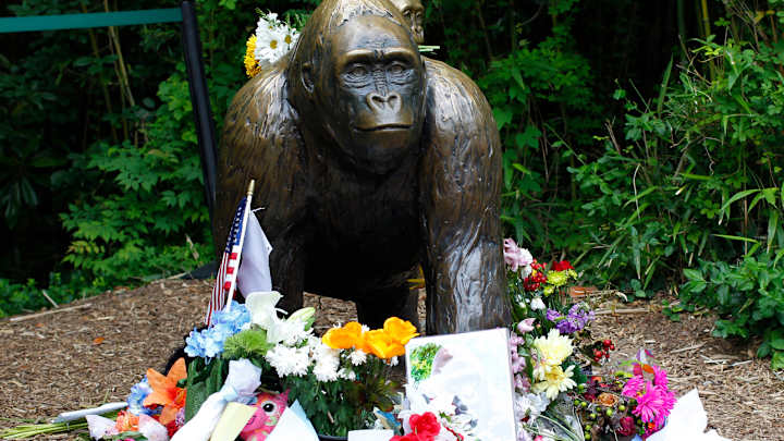 UMass-Lowell soccer to host Harambe Night as tribute to gorilla