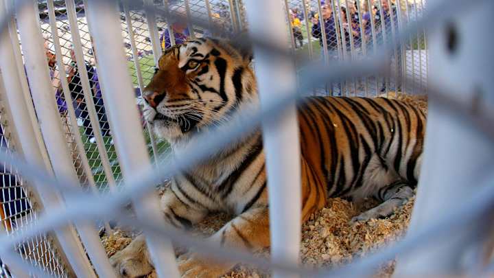 LSU’s tiger mascot diagnosed with cancer
