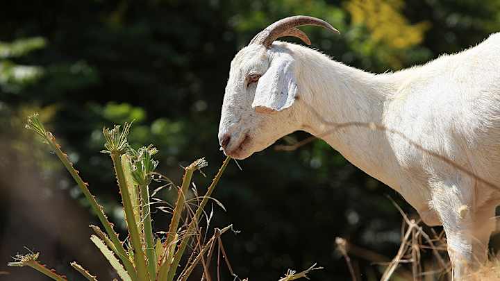 Goat climbs into driver’s seat of car, drinks soda, defecates