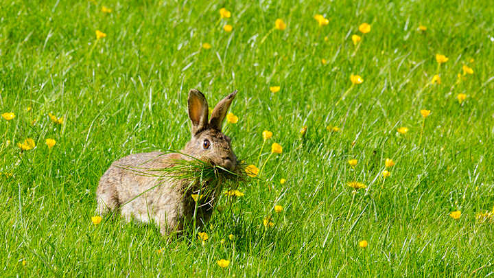 Watch: Rabbit evades capture, causes delay at minor league game Watch: Rabbit evades capture, causes delay at minor league game