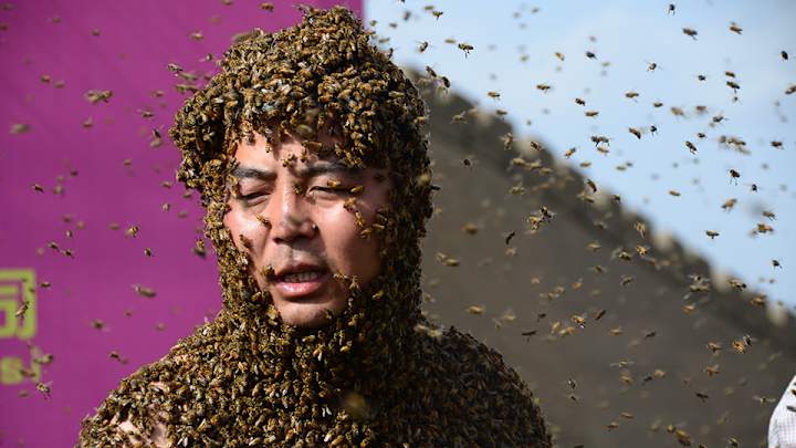 Bees’ nest behind home plate causes multiple delays in minor league game