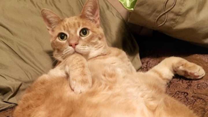 Matt Duffy’s massive cat is not moving to Tampa Bay with him Matt Duffy’s massive cat is not moving to Tampa Bay with him