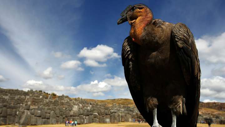 The Clippers have a mascot now, and it’s a condor The Clippers have a mascot now, and it’s a condor