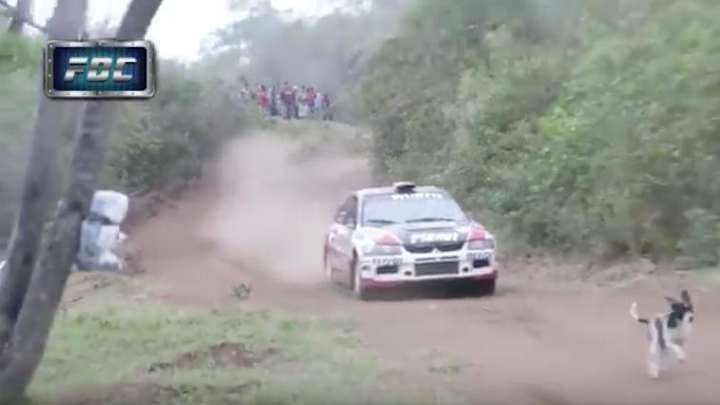This dog miraculously escaped death during a rally car race