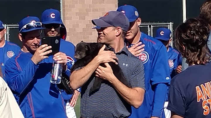 Chicago Cubs visited by bear cubs at spring training