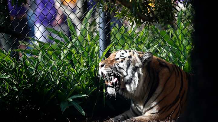 LSU's tiger mascot will not take the field this season