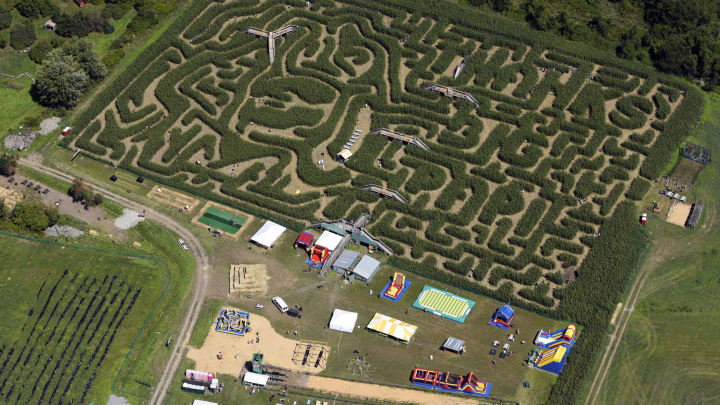 A corny tribute: Red Sox slugger immortalized in corn maze