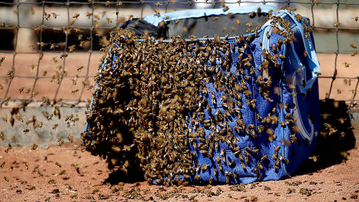 Ballpark buzz: Swarm of bees delays KC's win over Rockies