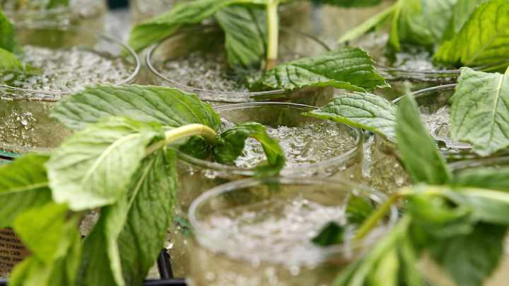 How to make a mint julep: Recipe for Kentucky Derby cocktails