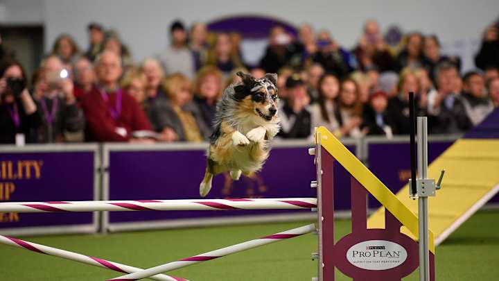 VIEWFINDER: Westminster Kennel Club Dog Show