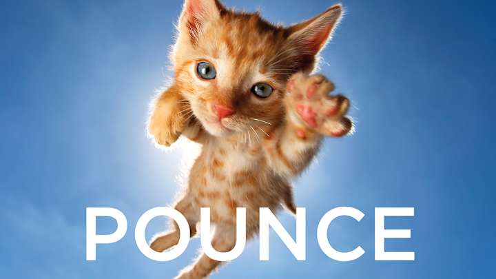 POUNCE: Rescue Kittens in Action