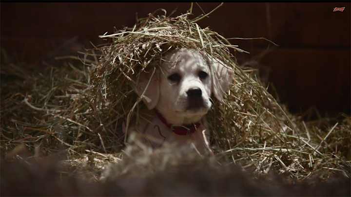 Budweiser's emotional Super Bowl commercial stars a lost puppy