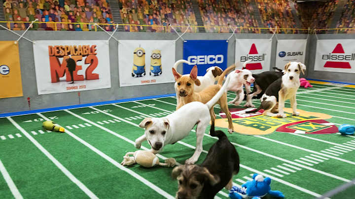 Past Puppy Bowl Pics