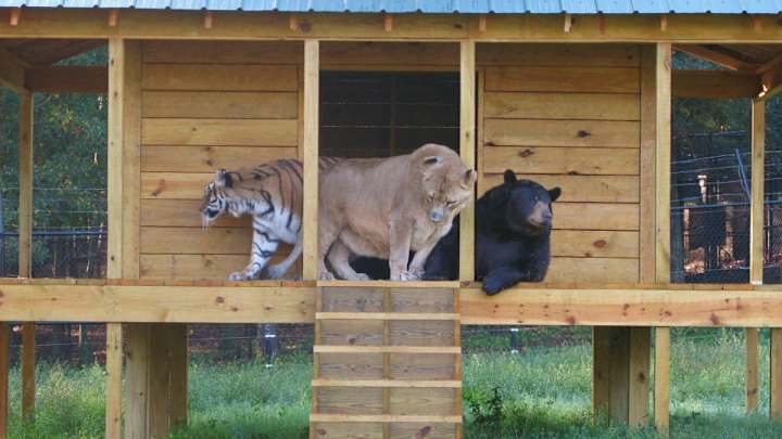 Let’s use Google’s animal matchups to analyze college football games