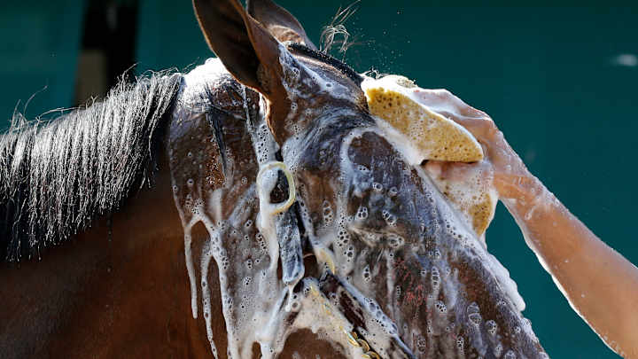 Derby winner American Pharoah gallops at Pimlico