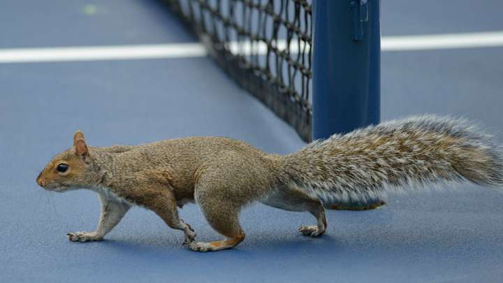 Watch: Squirrel dashes onto the court and disrupts U.S. Open match
