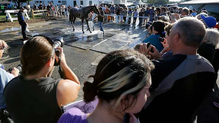 American Pharoah draws crowd for Haskell gallop