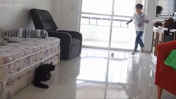 This cat goalie makes two incredible saves This cat goalie makes two incredible saves