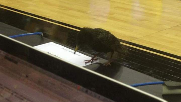 A bird showed up on the court at West Virginia-Buffalo