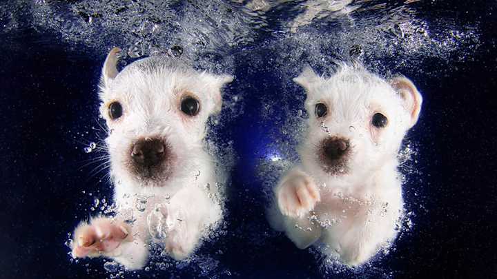 Underwater Puppies