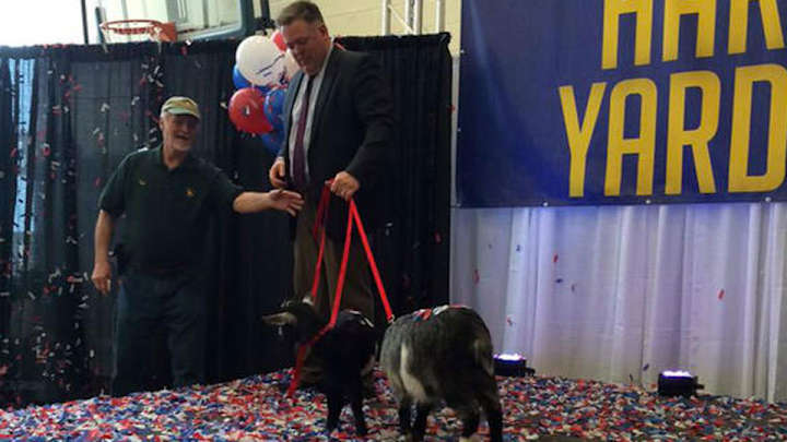 A Double A baseball team just named itself the Yard Goats A Double A baseball team just named itself the Yard Goats