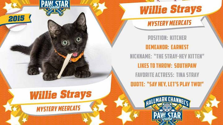 Watch kittens play in Hallmark Channel's Paw Star Game
