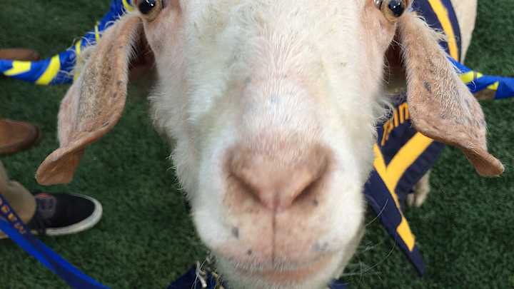 Bad food choice fails to keep Navy mascot from Army game