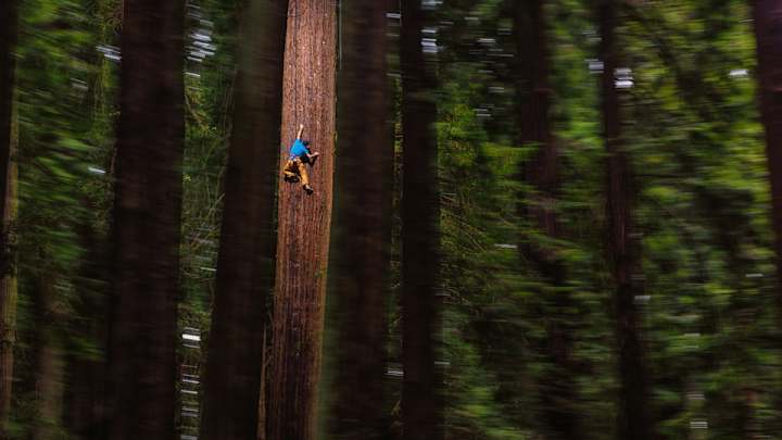 Q&A: Chris Sharma on freeclimbing a 250-foot redwood in Giant Ascent