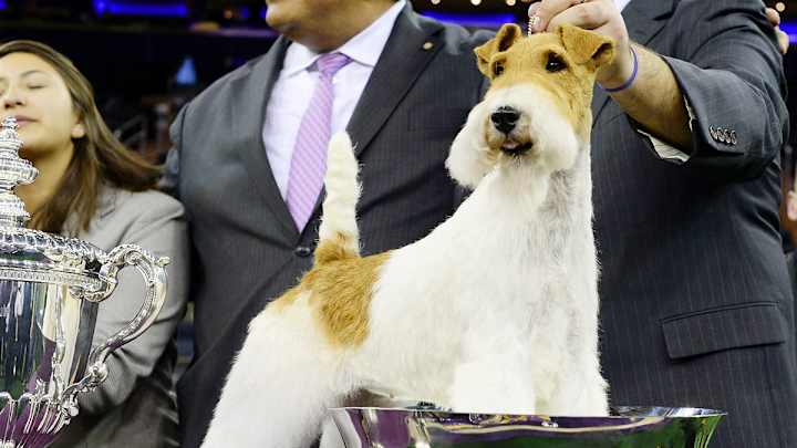 Westminster Dog Show Through the Years