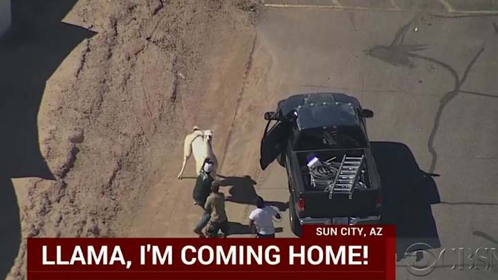 A llama chase shut down the internet A llama chase shut down the internet