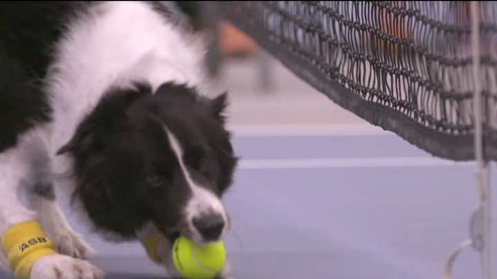 Venus Williams, Svetlana Kuznetsova play match with dogs for ball boys