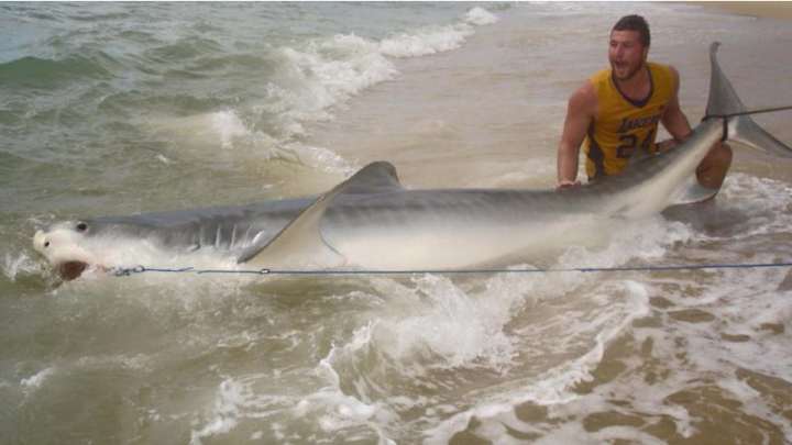 Australian catches 14-foot shark on beach Australian catches 14-foot shark on beach