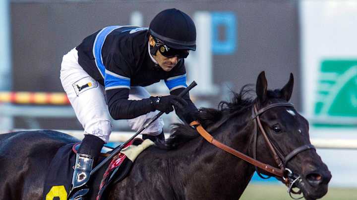 Champion horse Shared Belief dies after bout with colic Champion horse Shared Belief dies after bout with colic