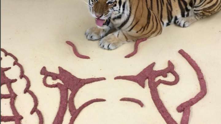 LSU’s Mike the Tiger continues to dine on opponent mascots