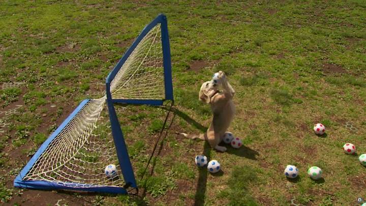 Adorable dog goalkeeper sets world record Adorable dog goalkeeper sets world record