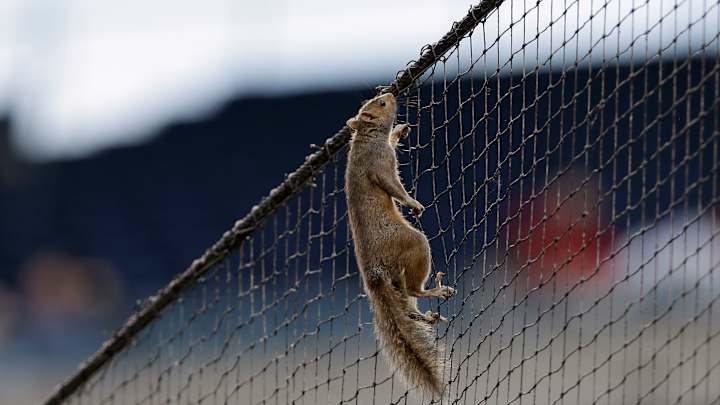 Squirrel causes commotion at Phillies-Cardinals game