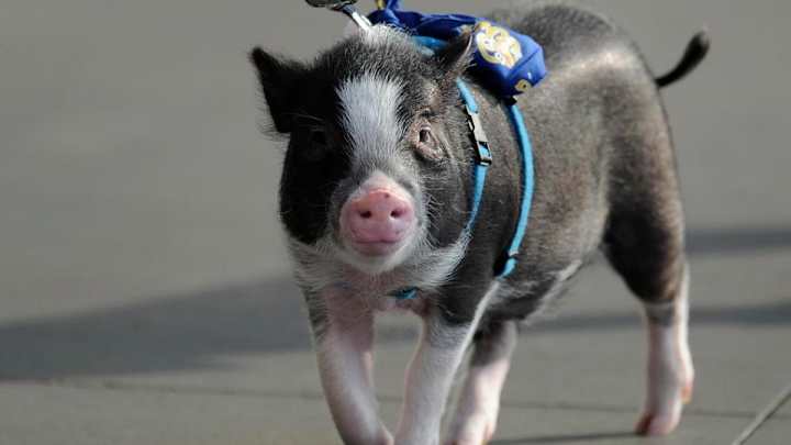 Minor league team throwing princess themed birthday party for pig mascot