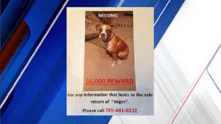 Colts offering $6,000 reward for facilities manager's stolen puppy