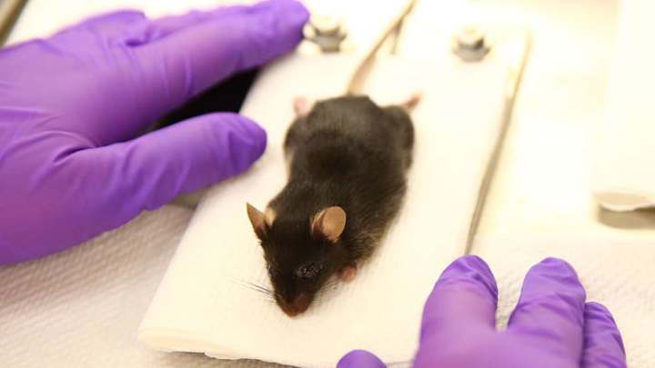 If You Give a Mouse a Concussion . . . If You Give a Mouse a Concussion . . .