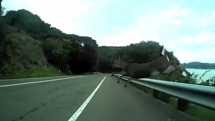 Watch what it's like to hit a deer on a bike at 30 MPH Watch what it's like to hit a deer on a bike at 30 MPH
