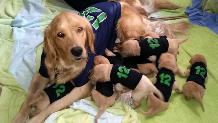 Seahawks fan shows 12th man spirit with dog and her 11 puppies