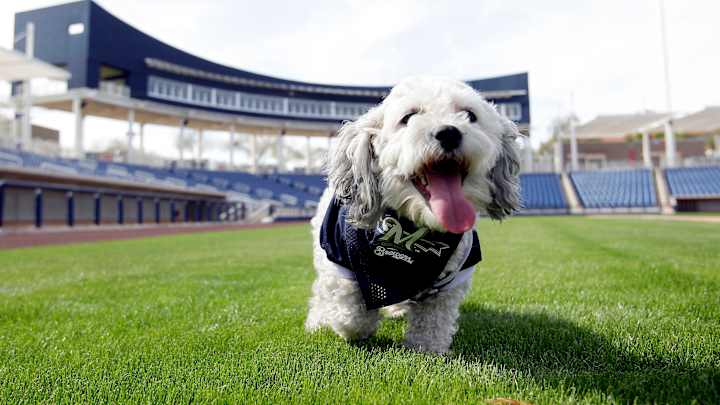 The Brewers' Hank the Dog now has beach towels