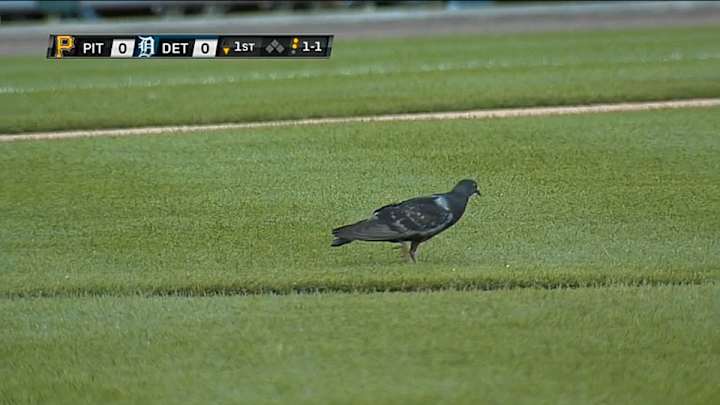 Wednesday's Tigers-Pirates game was delayed by a pair of pigeons Wednesday's Tigers-Pirates game was delayed by a pair of pigeons